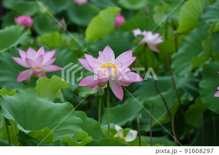 星名池のきれいな蓮の花 91608297