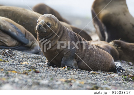 Sea lion puppy, on beach  breeding colony,Peninsula Valdes, Patagonia 91608317