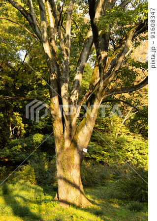 幹がたくさんある一本の大きな木 幹がたくさんある一本の大きな木 91608347