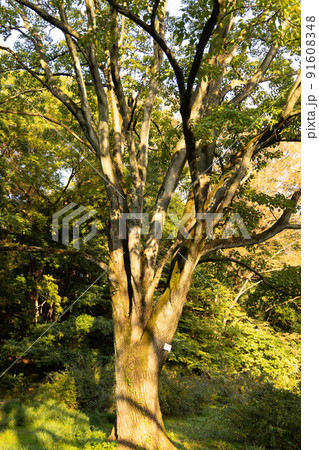幹がたくさんある一本の大きな木 幹がたくさんある一本の大きな木 91608348
