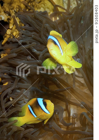 Red Sea Clownfish, Red Sea, Egypt Red Sea Clownfish, Red Sea, Egypt 91608403