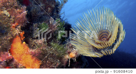 Tubeworm, Cabo Cope Puntas del Calnegre Regional Park, Spain 91608410