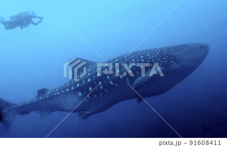 Whale Shark, Darwin and Wolf Islands, Galapagos National Park, Ecuador 91608411