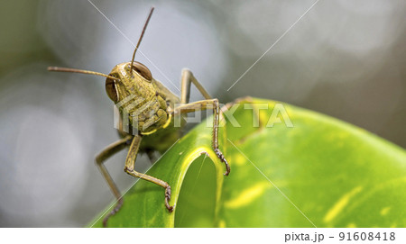 Grasshopper, Marino Ballena National Park, Costa Rica 91608418