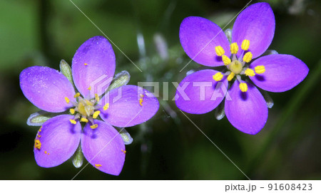 Wildflower, Sierra de Guadarrama National Park, Spain Wildflower, Sierra de Guadarrama National Park, Spain 91608423
