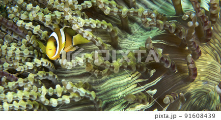 Clark s Anemonefish, Lembeh, Indonesia 91608439