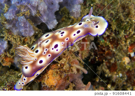 Sea Slug, Lembeh, Indonesia 91608441