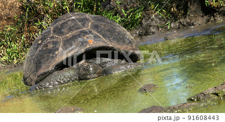 Galapagos Giant Tortoise, Galapagos National Park, Ecuador 91608443