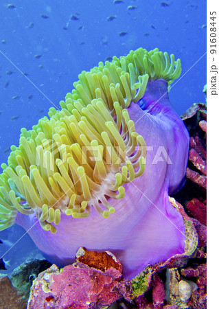 Magnificent Sea anemone, Bunaken National Marine Park, Indonesia 91608445