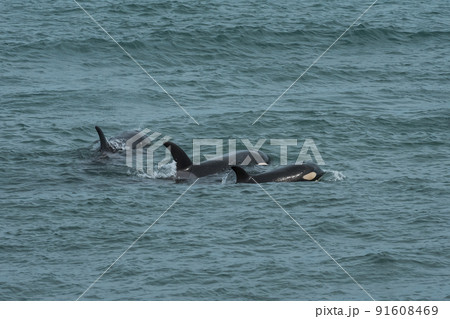Orca family with baby,Punta Norte nature reserve, Patagonia,Argentina Orca family with baby,Punta Norte nature reserve, Patagonia,Argentina 91608469