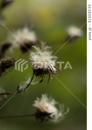 綿の花　ホッキョクワタスゲ　縦位置　奥行 91608530