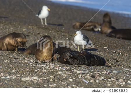 Sea lion puppy, on beach  breeding colony,Peninsula Valdes, Patagonia 91608686