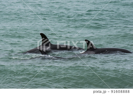 Orca family with baby,Punta Norte nature reserve, Patagonia,Argentina Orca family with baby,Punta Norte nature reserve, Patagonia,Argentina 91608888