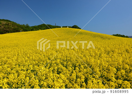 福島県喜多方市熱塩加納町相田字北権現森甲　三ノ倉高原花畑の斜面の菜の花畑 91608995