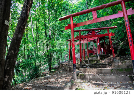 広島東照宮の境内社、金光稲荷神社の赤い鳥居が並ぶ御遺訓参道風景です。お守り写真にいかがですか。広島県 91609122