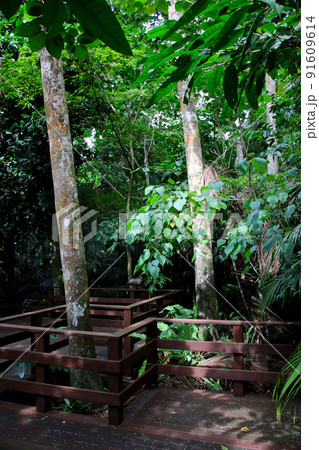 石垣島　米原のヤエヤマヤシ群落 91609614