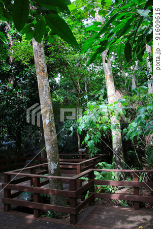 石垣島 米原のヤエヤマヤシ群落 石垣島 米原のヤエヤマヤシ群落 91609616