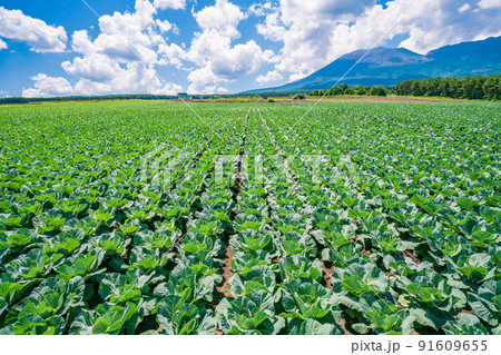 （群馬県）浅間山を背景に、嬬恋村のキャベツ畑 91609655