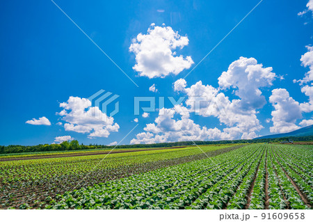 （群馬県）浅間山を背景に、嬬恋村のキャベツ畑 91609658