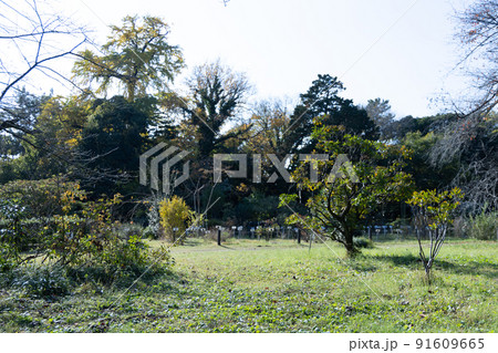 都会の中の緑 数種類の木々に囲まれたスポット 都会の中の緑 数種類の木々に囲まれたスポット 91609665
