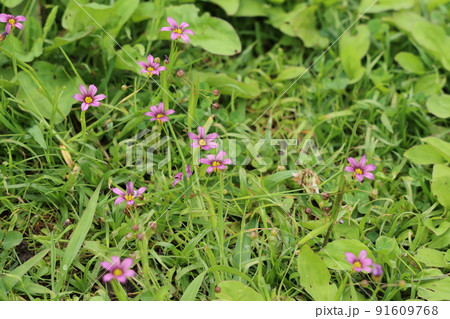 群生しているニワゼキショウの花 91609768
