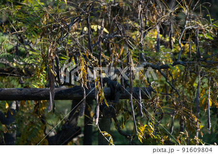 植物のサークルオブライフ　次へとつなぐ　都会の中の緑 91609804