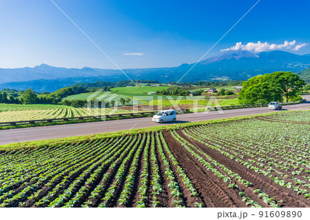 （群馬県）嬬恋村のキャベツ畑 91609890