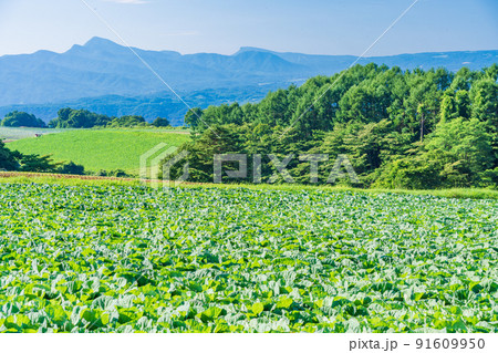 (群馬県)嬬恋村のキャベツ畑 (群馬県)嬬恋村のキャベツ畑 91609950