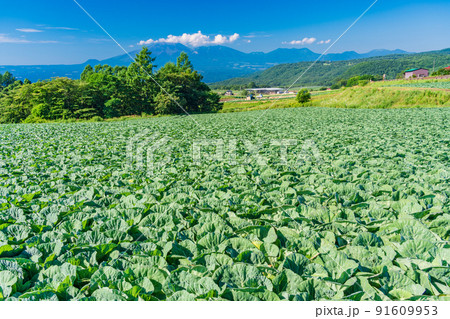 （群馬県）嬬恋村のキャベツ畑 91609953