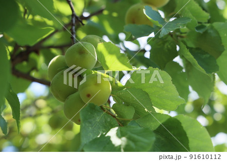 色づく前のまだ青い杏の実 色づく前のまだ青い杏の実 91610112