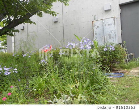 アガパンサスの青い花とスカシユリの赤い花 アガパンサスの青い花とスカシユリの赤い花 91610363