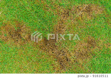 A patch is caused by the destruction of fungus Rhizoctonia Solani grass leaf change from green to dead brown in a circle lawn texture background dead dry grass. Dead grass of the nature background. 91610511