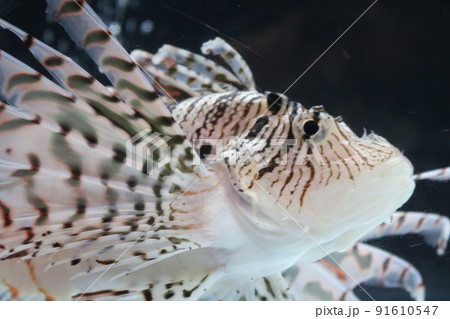 ハナミノカサゴ 91610547