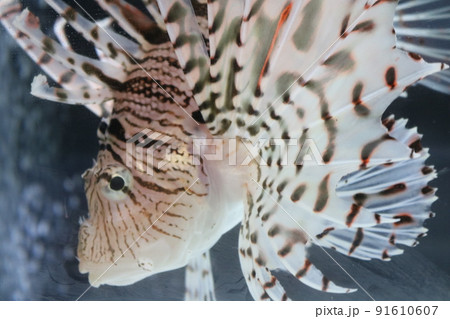 ハナミノカサゴ 91610607