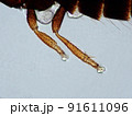 アザミウマの仲間の脚（100倍）の顕微鏡写真 91611096