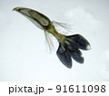 ハキダメギクの舌状花（40倍以下）の顕微鏡写真 91611098