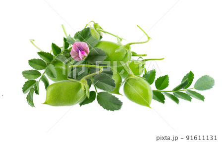 Green chickpeas in the pod with green leaves and flowers, isolated on white background. Cicer arietinum. Clipping path. 91611131