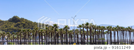 Tall tropical palm trees grow against the backdrop of snowy mountains. Summer vacation Tall tropical palm trees grow against the backdrop of snowy mountains. Summer vacation 91611249