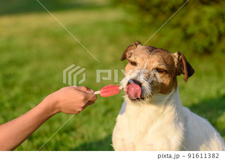 Kid gives a treat to his pet. Dog licking nose after tasting fruit red popsicle Kid gives a treat to his pet. Dog licking nose after tasting fruit red popsicle 91611382
