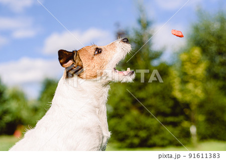 Dog sitting in profile catching in air juicy piece of fresh watermelon treat 91611383