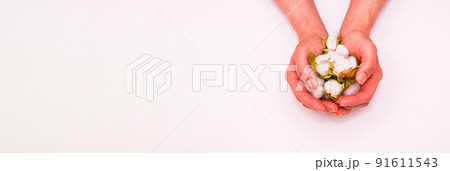 綿花 綿 収穫 【 コットン の イメージ 】 綿花 綿 収穫 【 コットン の イメージ 】 91611543