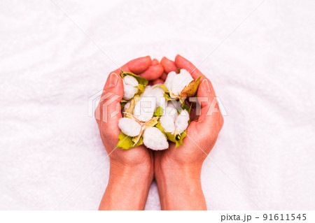 綿花　綿　収穫　【 コットン の イメージ 】 91611545