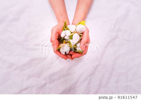 綿花　綿　収穫　【 コットン の イメージ 】 91611547