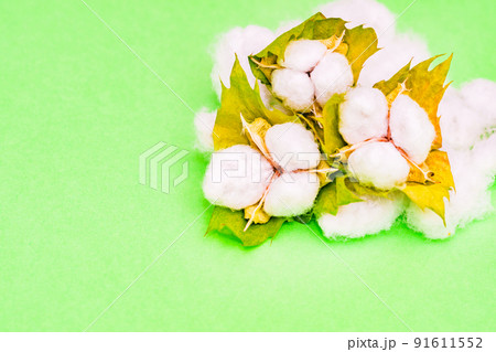 綿花　綿　収穫　【 コットン の イメージ 】 91611552
