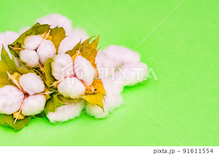 綿花　綿　収穫　【 コットン の イメージ 】 91611554
