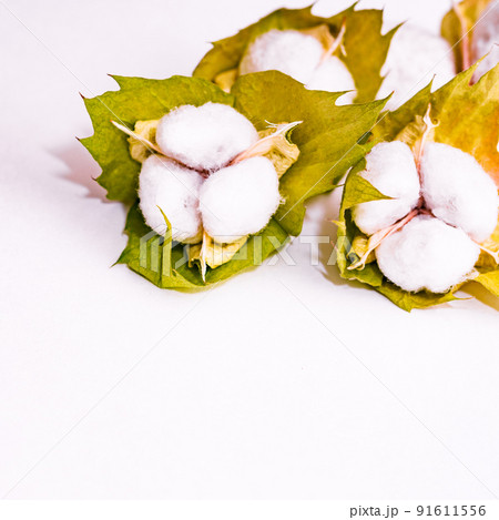 綿花　綿　収穫　【 コットン の イメージ 】 91611556