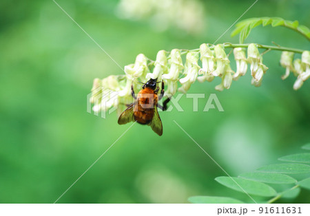 クララとキムネクマバチ 91611631