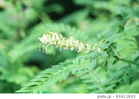 クララ クララ 91611633