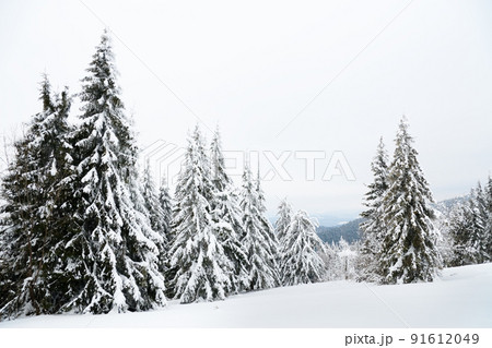 Carpathian mountains, Ukraine. Beautiful winter landscape. The forrest ist covered with snow. 91612049