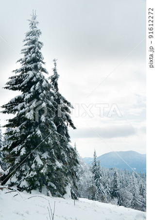 Carpathian mountains, Ukraine. Beautiful winter landscape. The forrest ist covered with snow. 91612272